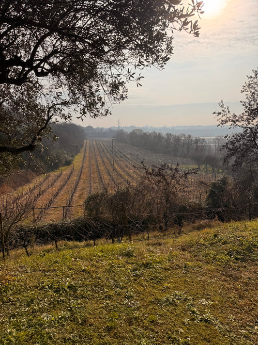 Zamuner - winery