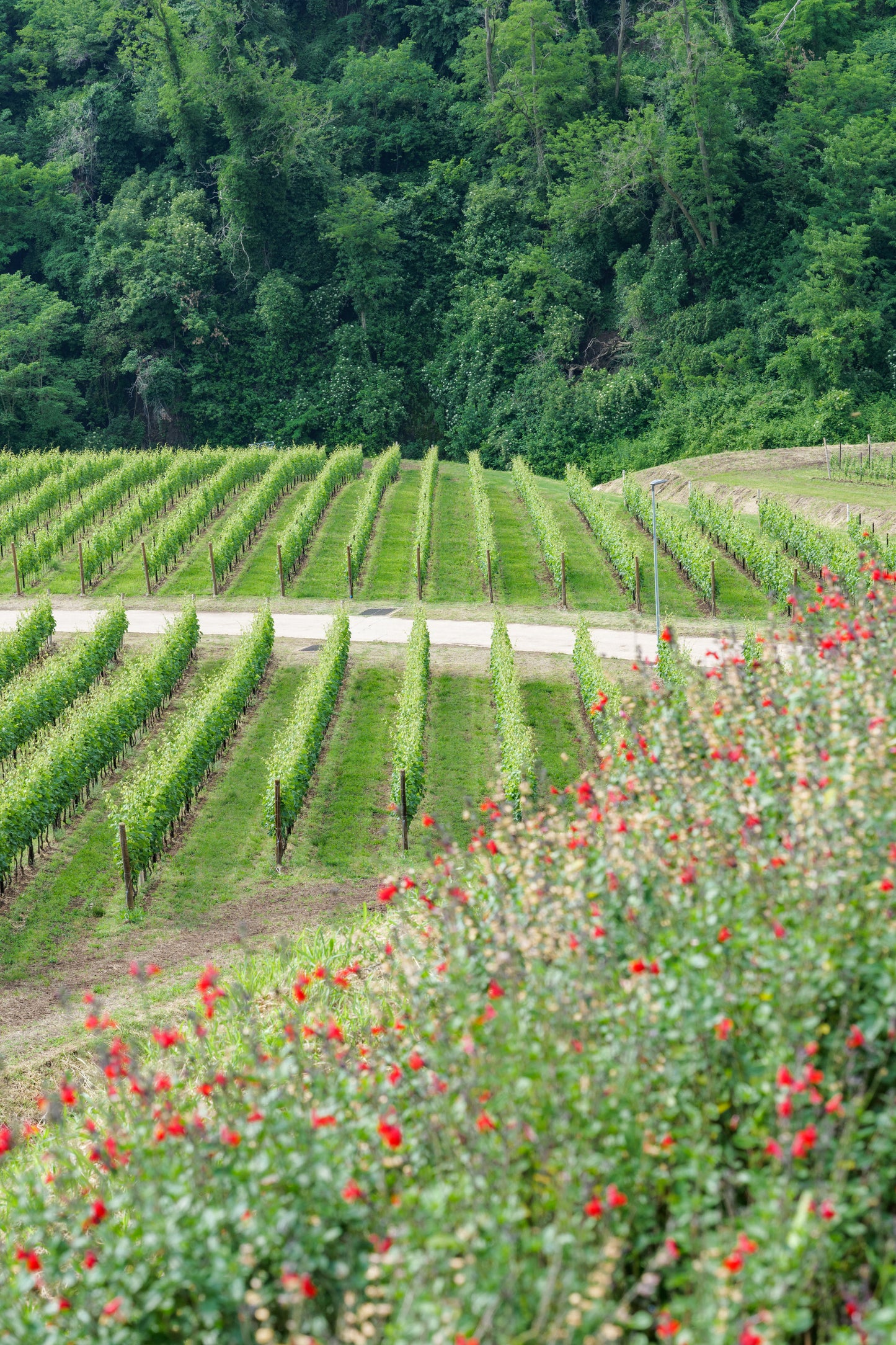 Ca’ Rugate - winery