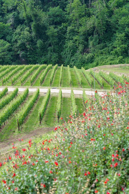 Ca’ Rugate - winery