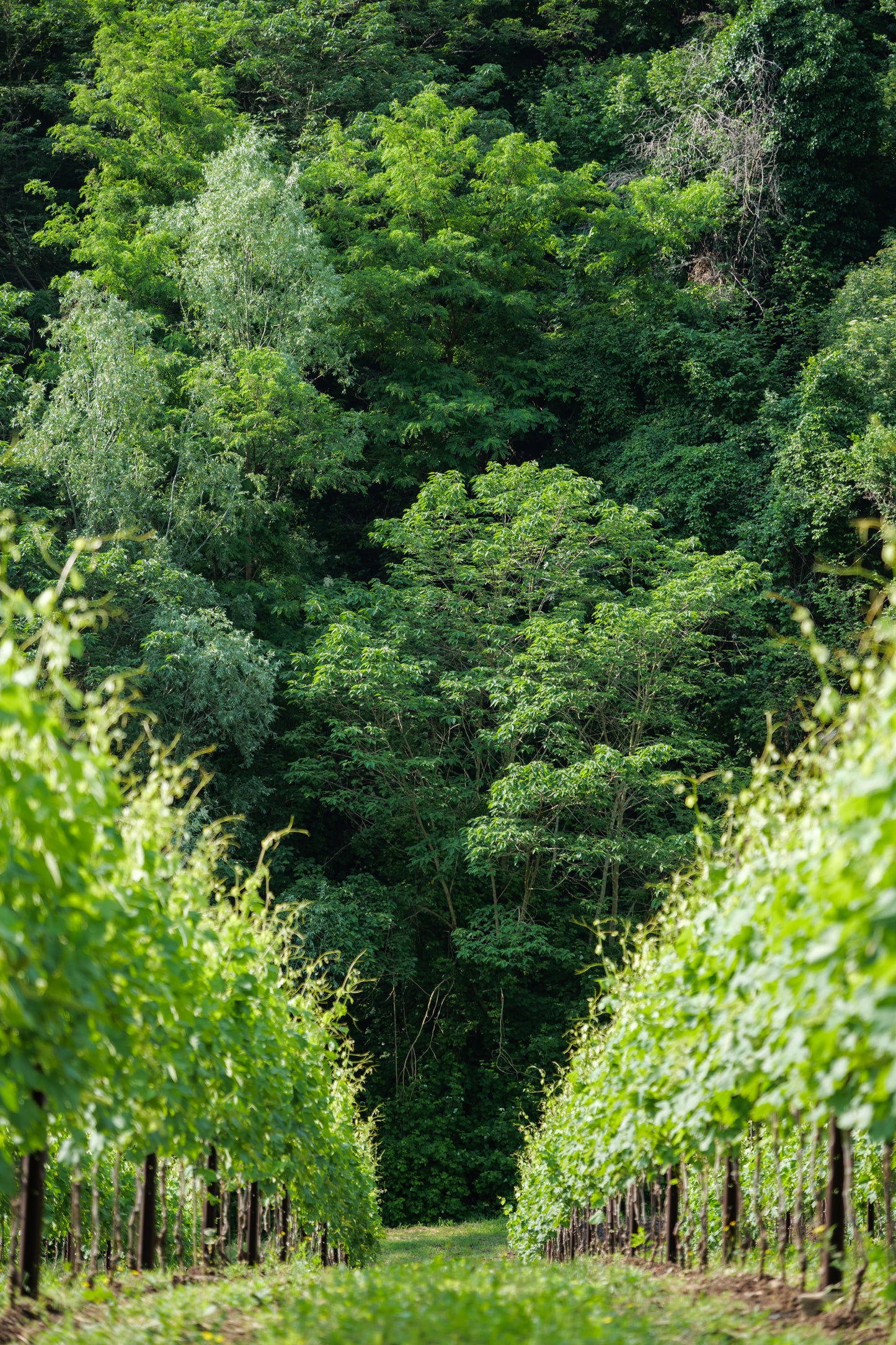 Ca’ Rugate - winery