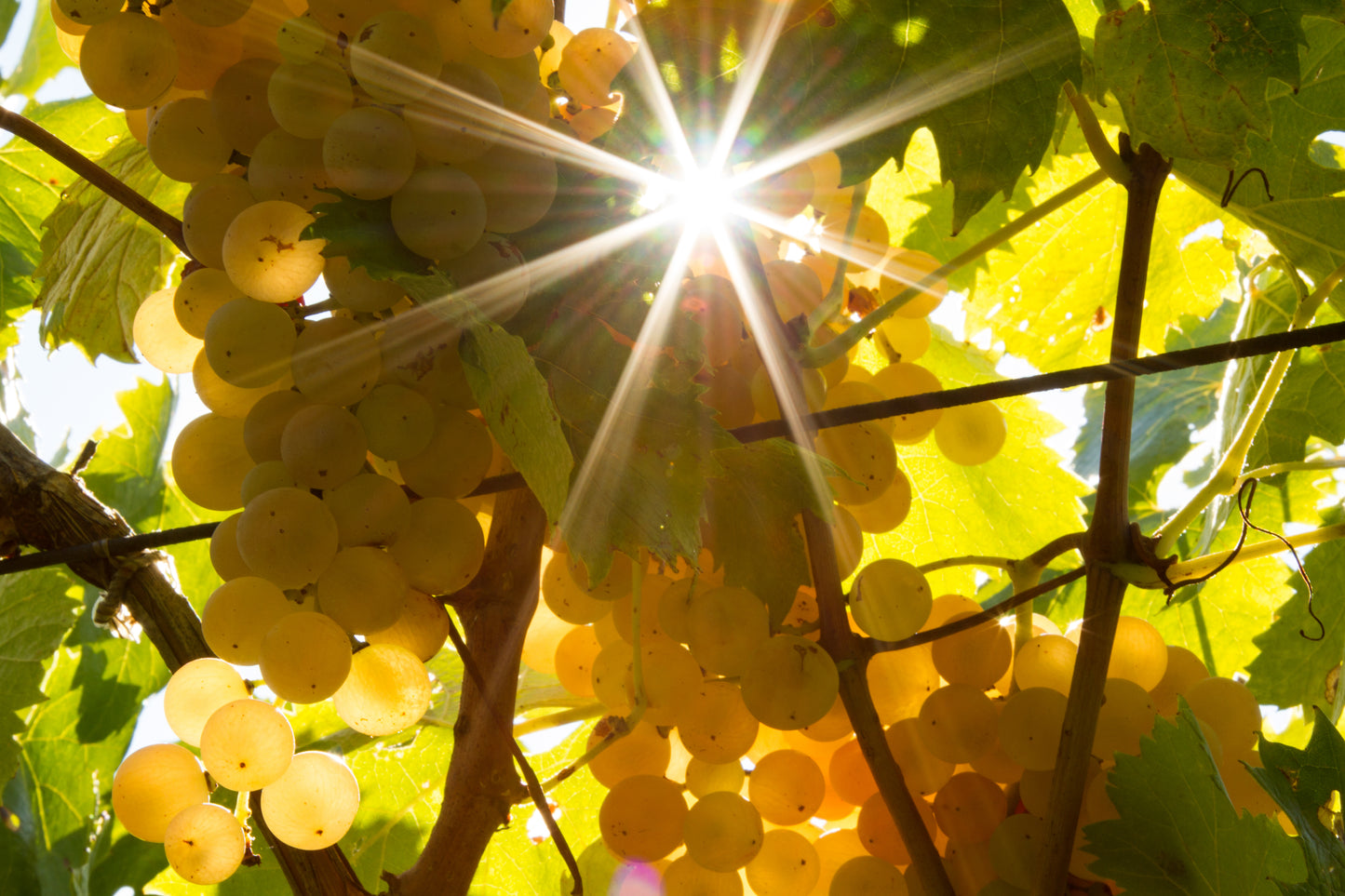 INAMA - winery