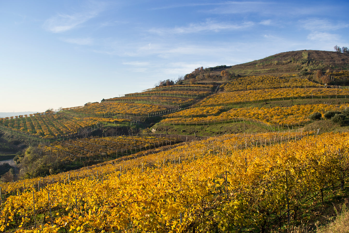 INAMA - winery